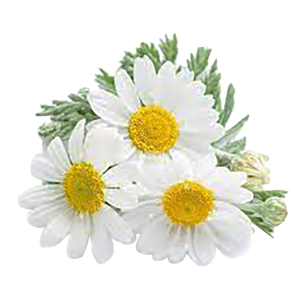 Chamomile