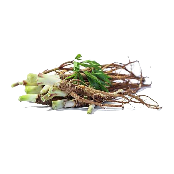Dong Quai Root