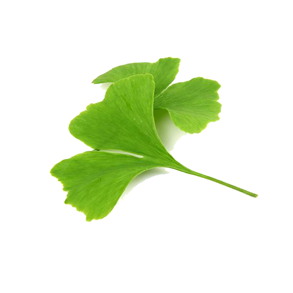 Ginkgo Biloba