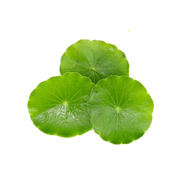 Gotu Kola