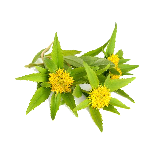 Rhodiola Rosea