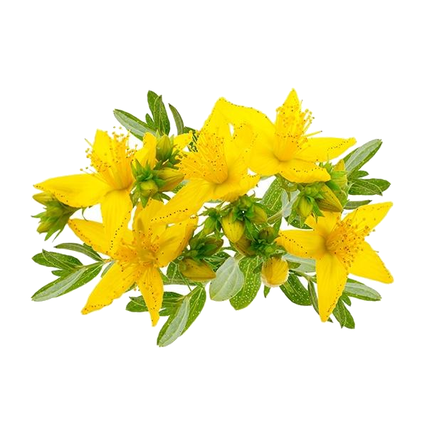 St. John's Wort