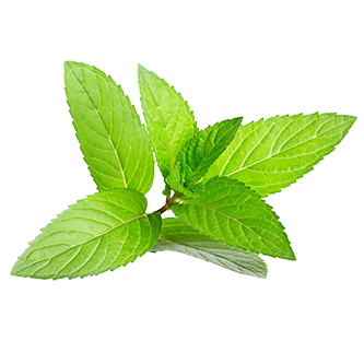 Lemon Balm Leaf