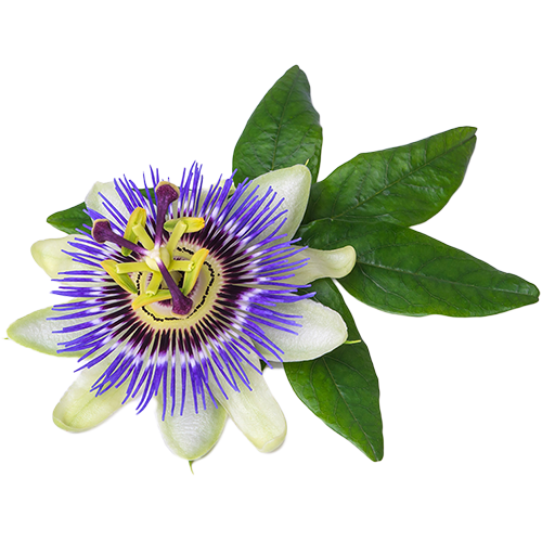 Passionflower
